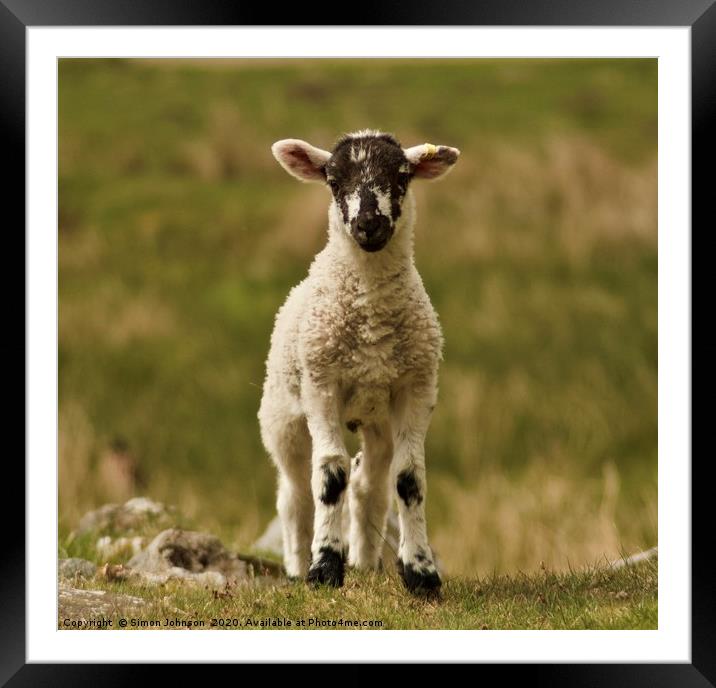 Cute lamb Framed Mounted Print by Simon Johnson