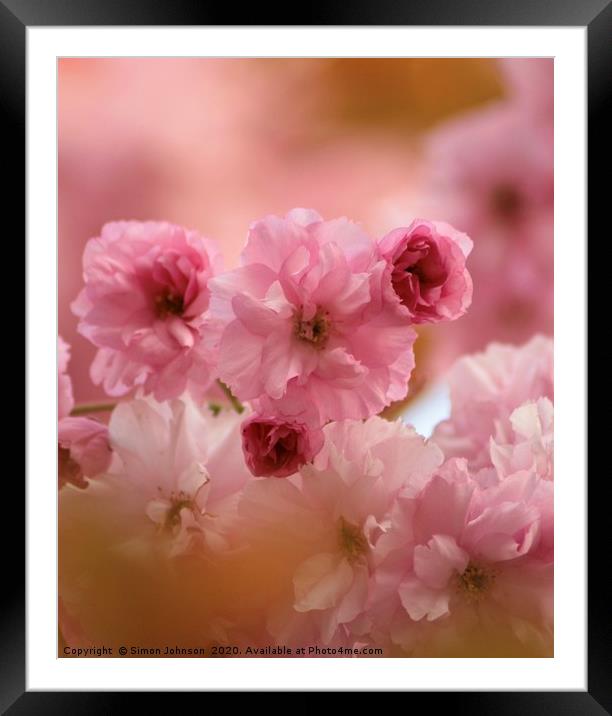 Pink Cherry Blossom  Framed Mounted Print by Simon Johnson