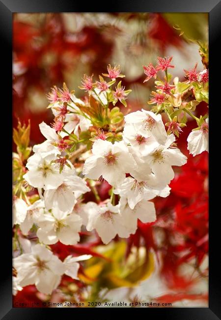 Spring blossom Framed Print by Simon Johnson