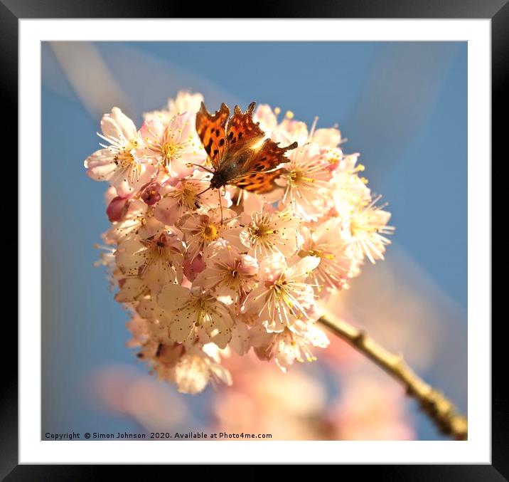 blossom and butterfly Framed Mounted Print by Simon Johnson