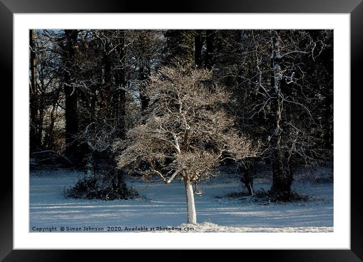 Sunlit frosted tree Framed Mounted Print by Simon Johnson