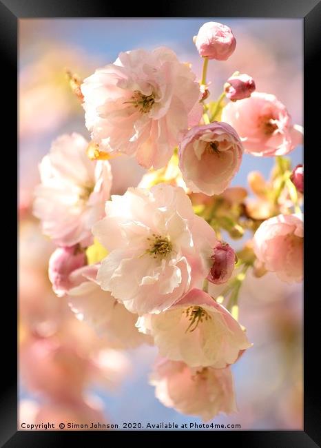 Beautiful Cherry Blossom Framed Print by Simon Johnson