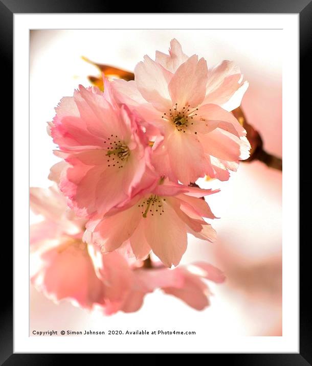 spring blossom Framed Mounted Print by Simon Johnson