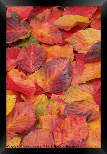 Autumn Leaf Collage Framed Print by Simon Johnson