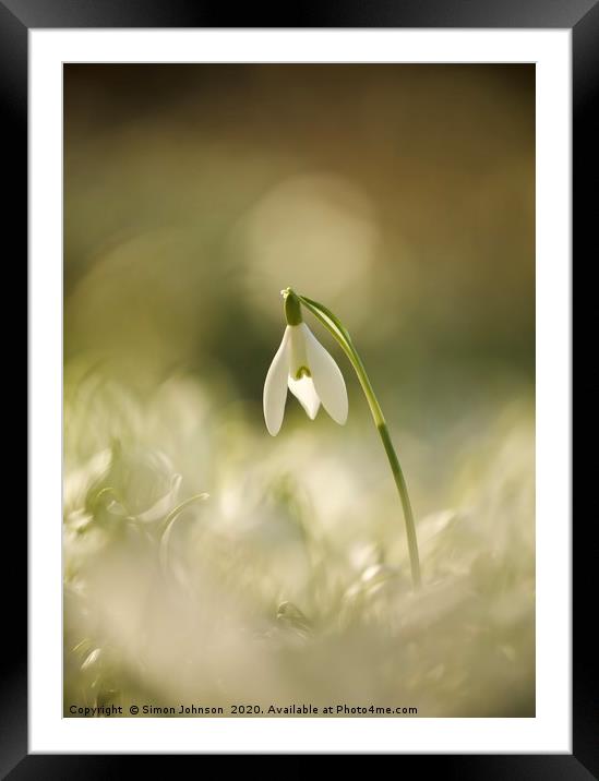 snowdrop, head above the rest Framed Mounted Print by Simon Johnson