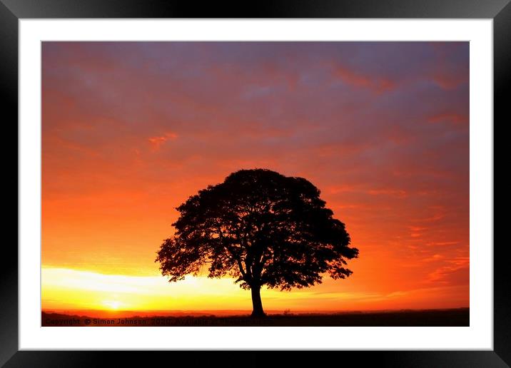 Isolated tree at Sunrise Framed Mounted Print by Simon Johnson
