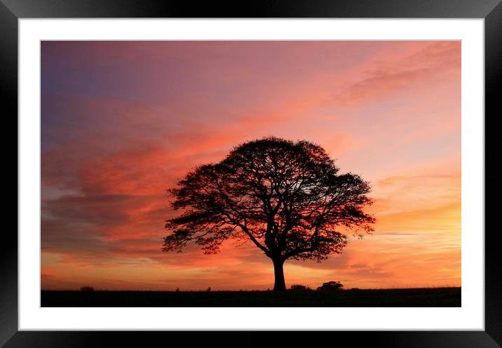 Isolated tree at sunrise Framed Mounted Print by Simon Johnson