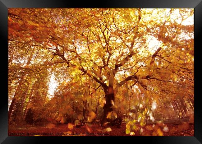 Autumn woodland, wind and sun Framed Print by Simon Johnson