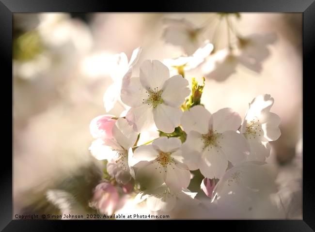 Cotswold blossom Framed Print by Simon Johnson