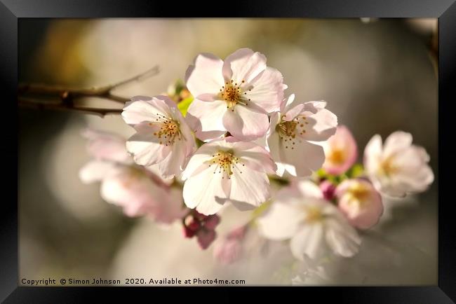 sunlit blossom Framed Print by Simon Johnson
