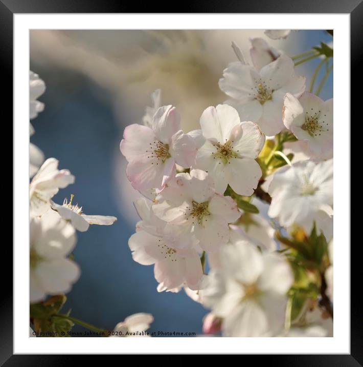 blossom close up Framed Mounted Print by Simon Johnson
