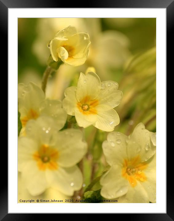 primrose close up Framed Mounted Print by Simon Johnson