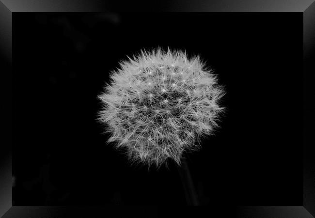 Dandelion seed head Framed Print by Simon Johnson