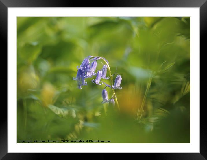 Bluebell close up Framed Mounted Print by Simon Johnson