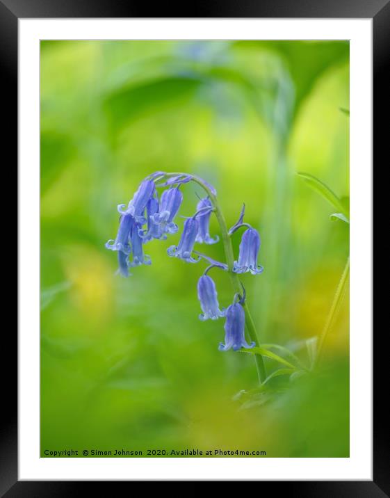 Bluebell close up Framed Mounted Print by Simon Johnson