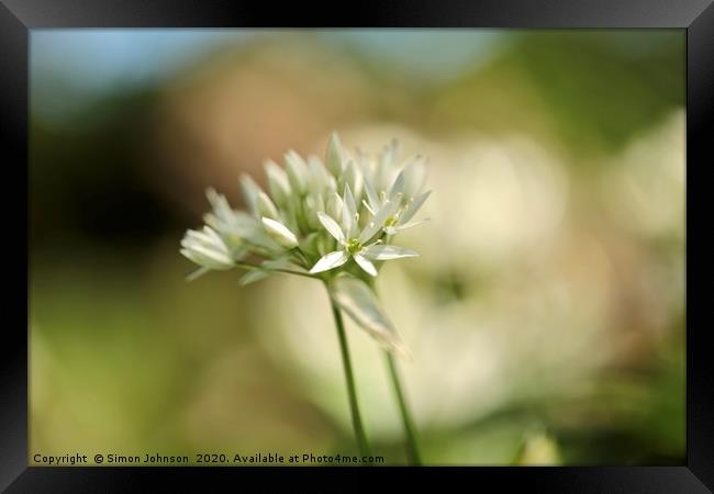 Wild garlic flower Framed Print by Simon Johnson