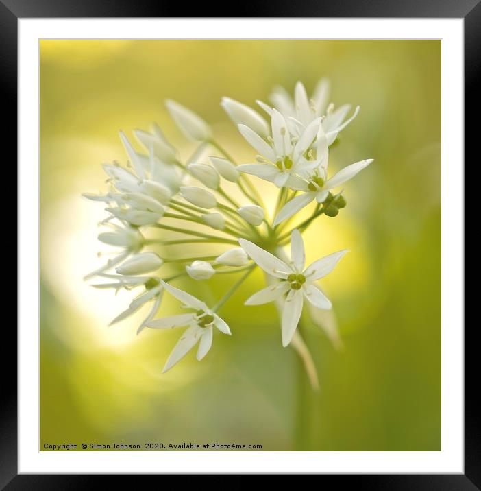 garlic flower Framed Mounted Print by Simon Johnson