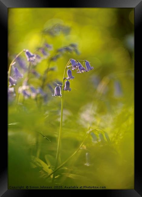 Bluebell Flower Framed Print by Simon Johnson