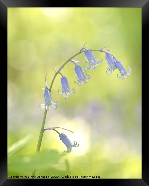 Sunlit Bluebell Framed Print by Simon Johnson