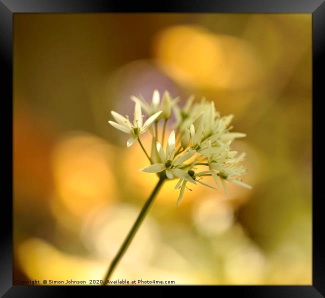 Wild garlic flower Framed Print by Simon Johnson