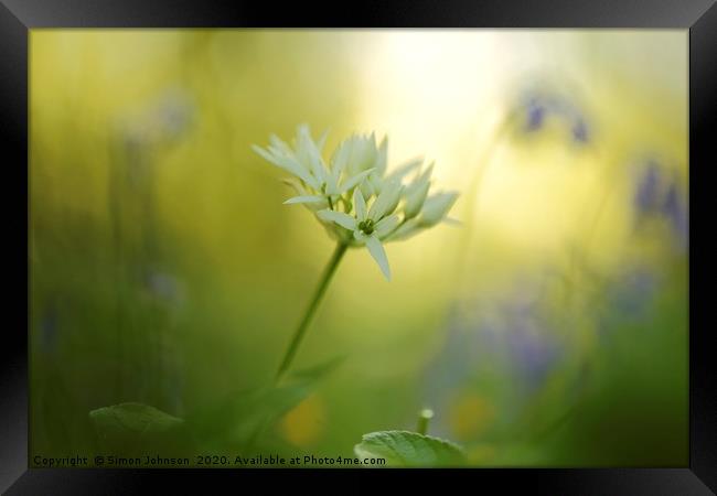 Wild garlic flower Framed Print by Simon Johnson