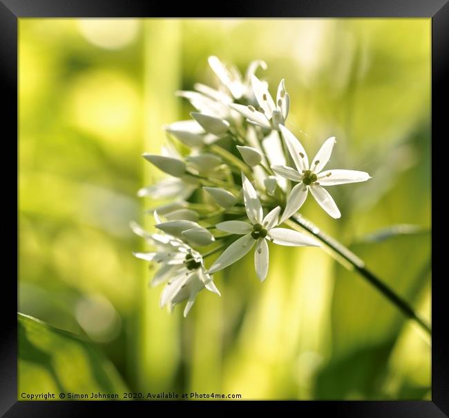 wild garlic flower Framed Print by Simon Johnson