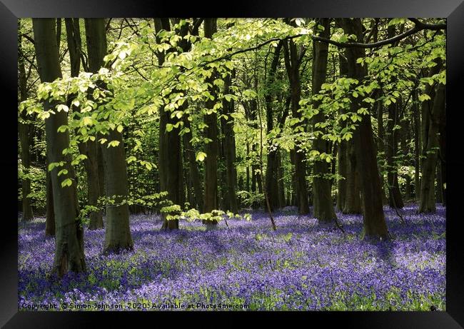 Sunlit bluebell Woodland Framed Print by Simon Johnson