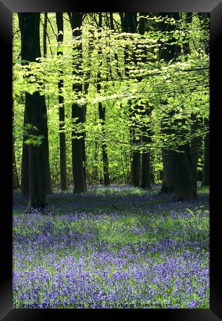 Bluebell Woods Cotswolds x Framed Print by Simon Johnson