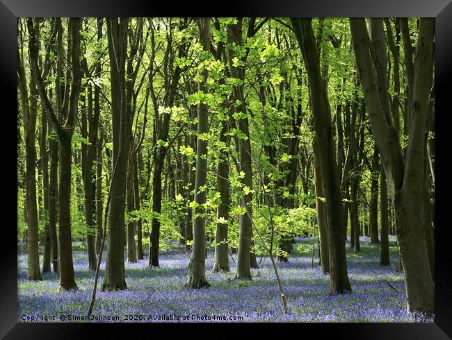 Bluebell EWoodland Cotswolds Framed Print by Simon Johnson