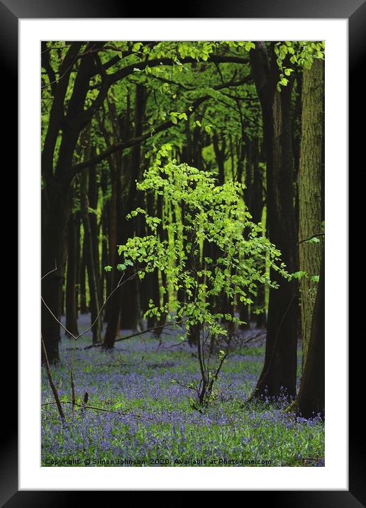 Beech Tree Bluebell Wood Framed Mounted Print by Simon Johnson