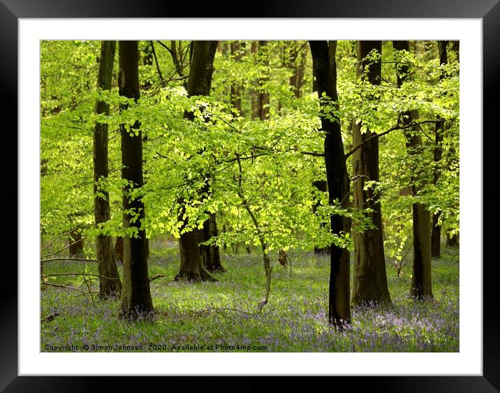 Spring breeze beech wood Framed Mounted Print by Simon Johnson