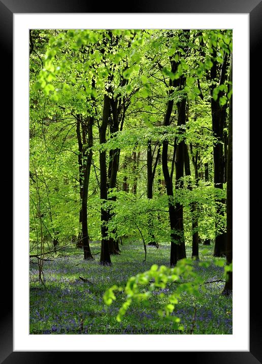 Beech Woodland  Broadway Woods Framed Mounted Print by Simon Johnson