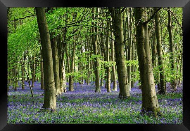 Bluebell woodland Framed Print by Simon Johnson