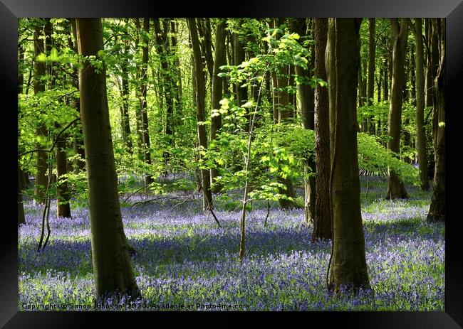 Sunlit Beech tree and bluebell wood Framed Print by Simon Johnson