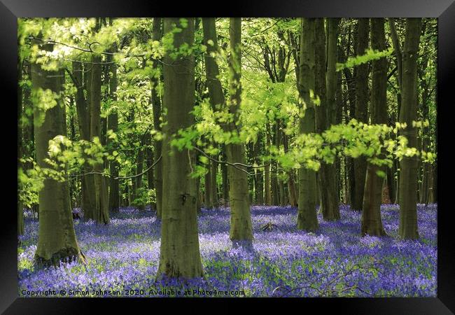 Bluebell Woodland Framed Print by Simon Johnson