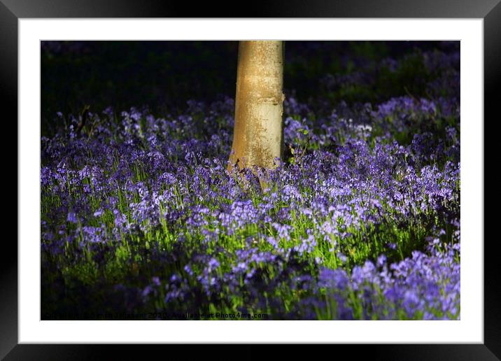 sunlit bluebells Framed Mounted Print by Simon Johnson