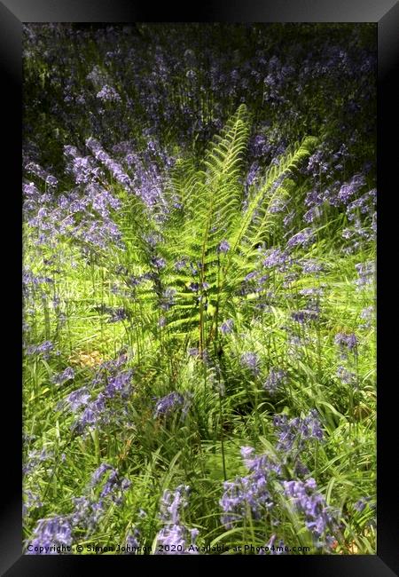 fern explosion Framed Print by Simon Johnson