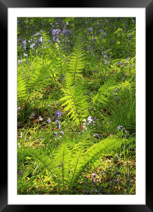 Sunlit ferns Framed Mounted Print by Simon Johnson