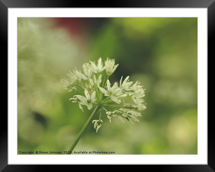 Wild garlic flower Framed Mounted Print by Simon Johnson