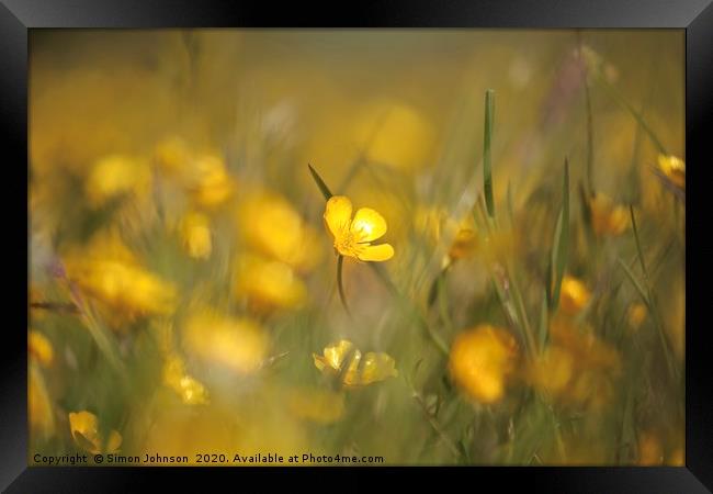 Buttercups in weild flower meadow Framed Print by Simon Johnson