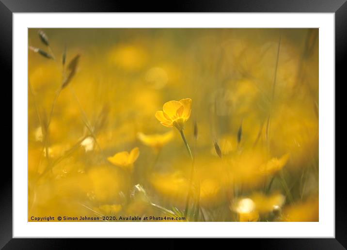 Ground level image of sunlit  buttercup Framed Mounted Print by Simon Johnson