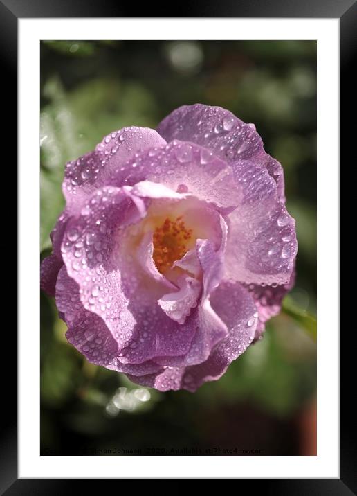    Rose 'Blue for You' (Floribunda Rose) Framed Mounted Print by Simon Johnson
