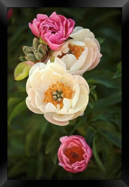 pink and white peonies Framed Print by Simon Johnson