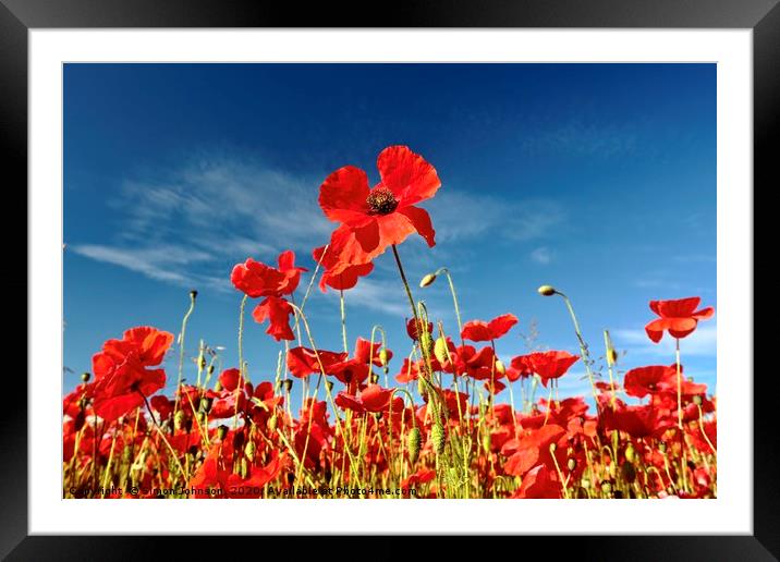 Poppy standing proud Framed Mounted Print by Simon Johnson