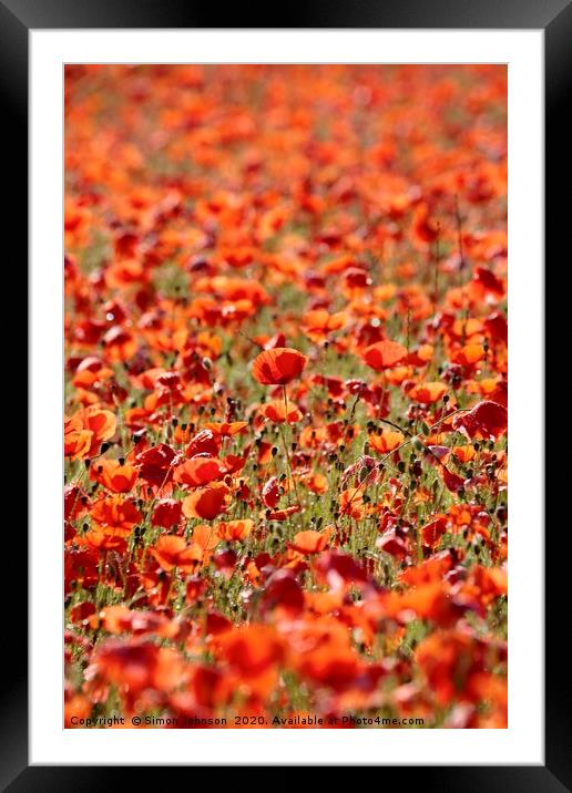 Sunlit Poppies  Framed Mounted Print by Simon Johnson