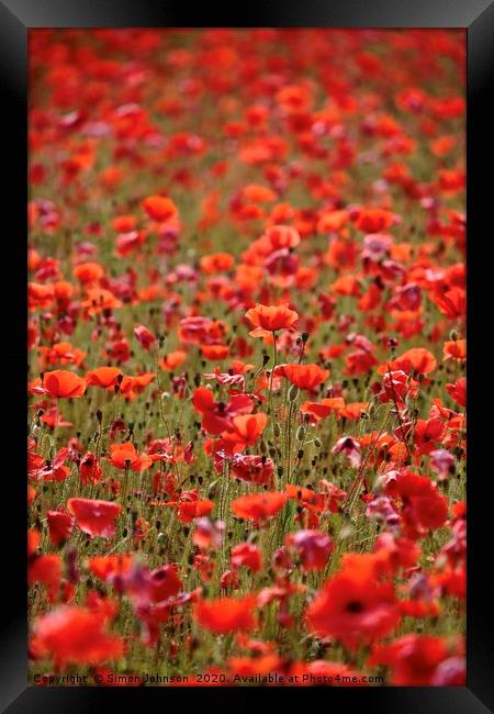  Sunlit Cotswold Poppies Framed Print by Simon Johnson