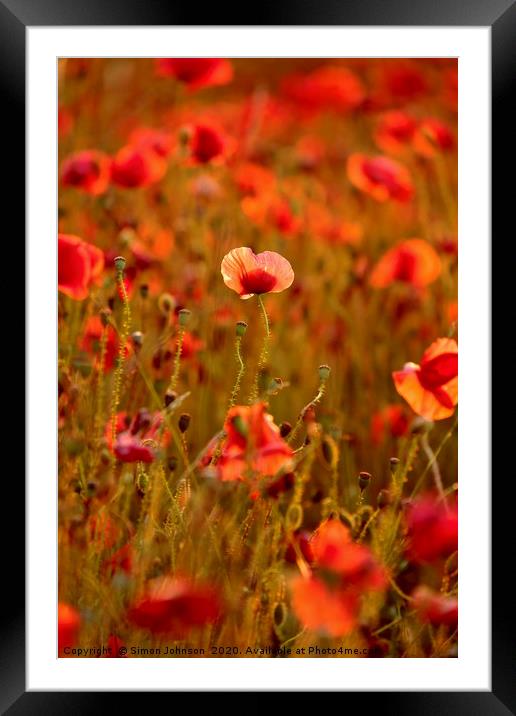 sunlit poppy Framed Mounted Print by Simon Johnson