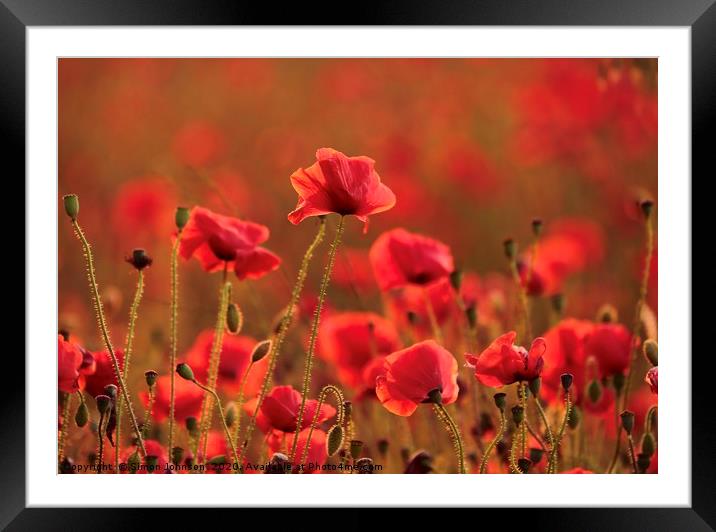 Poppies at sunset Framed Mounted Print by Simon Johnson