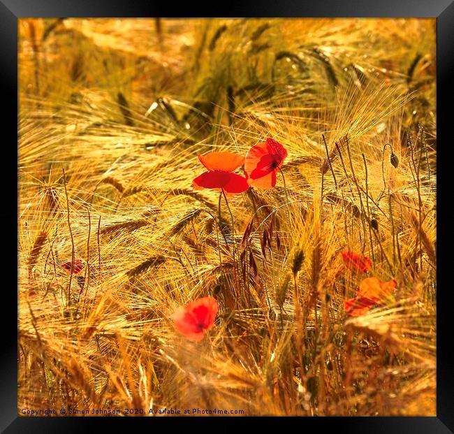 poppies in corn Framed Print by Simon Johnson