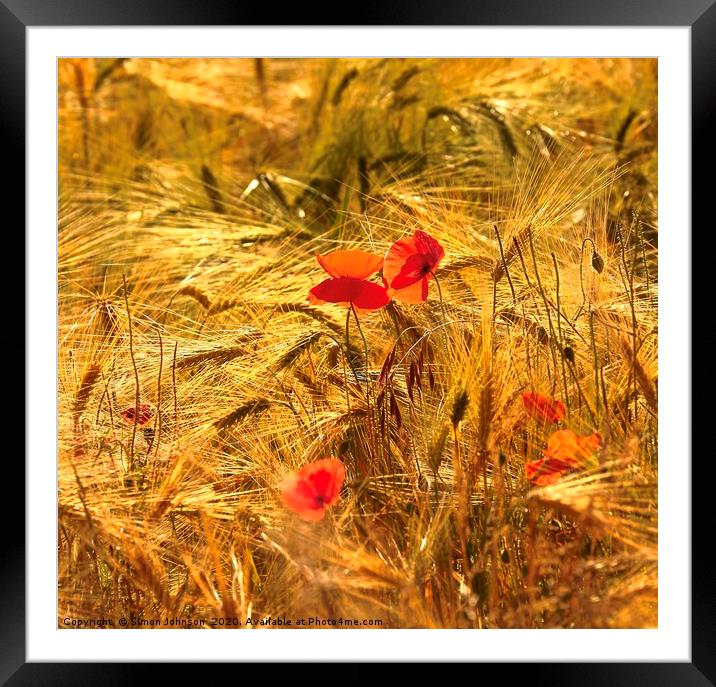 poppies in corn Framed Mounted Print by Simon Johnson